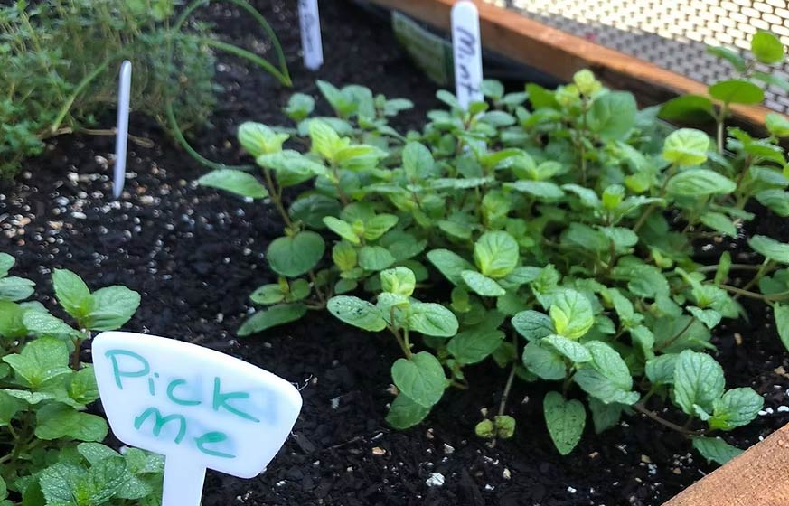 Our garden at the City Campus