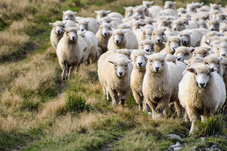 Sheep on a New Zealand farm looking to the camera