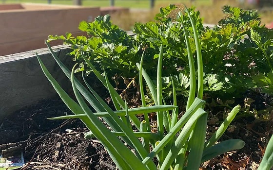 Greens growing in the garden