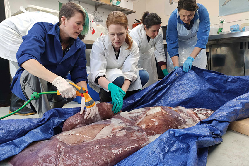 Associate Professor Dr Kat Bolstad and her team defrosting squid remains.